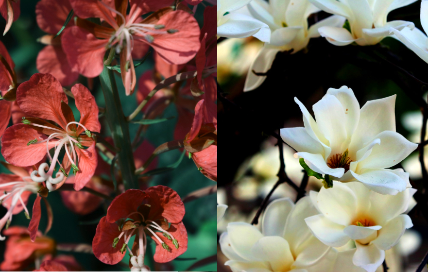 Red fireweed on the left, white magnolias on the right