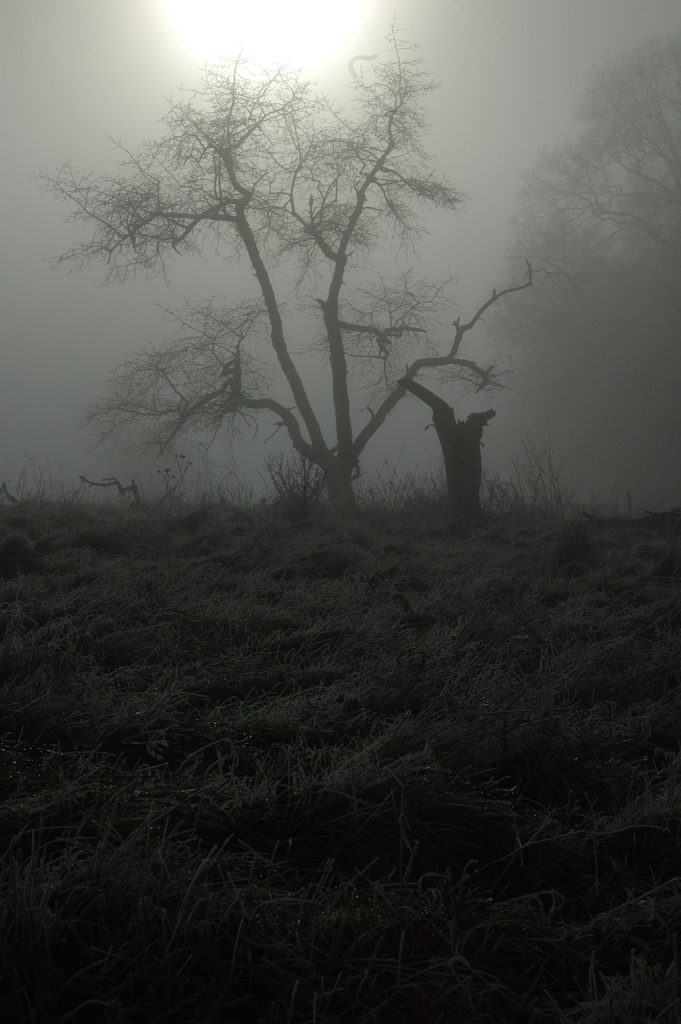 A spooky and misty landscape with a lonely tree.