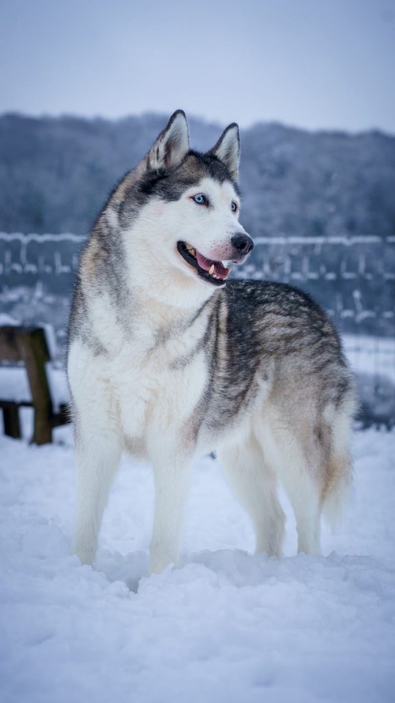 A husky stands in the snow.