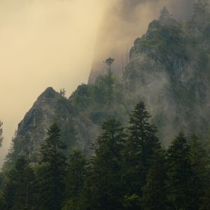 Silhouetted trees set against a misty mountain backdrop.