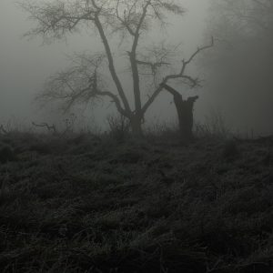 A spooky and misty landscape with a lonely tree.