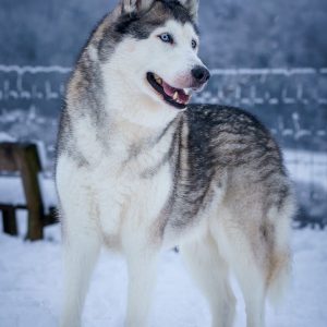 A husky stands in the snow.